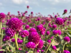 -漩门湾国家湿地公园