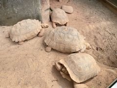 -灵玲国际马戏城