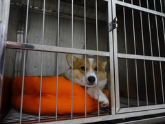 -菲尔斯特宠物医院