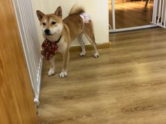 -柴犬小屋·柴餐厅·狗咖食堂(金鼎广场店)