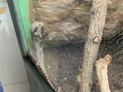 -上海大自然野生昆虫馆(东方明珠·爬宠昆虫探索中心)