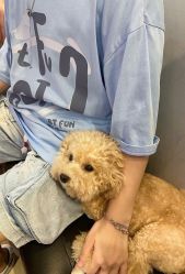 -卡门舞蹈