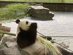 -上海野生动物园