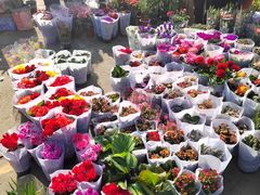 -中环花鸟鱼虫市场