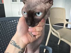 -瑞派·关忠动物医院·猫专科·犬专科(三环新城店)