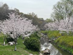 -羊山湖公园