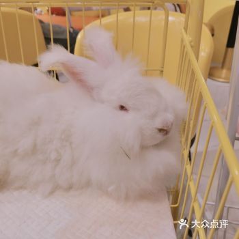 杭州首家安哥拉巨兔体验馆