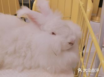 杭州首家安哥拉巨兔体验馆
