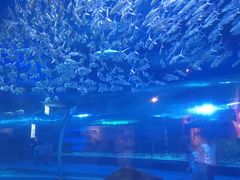 -海合安武汉极地海洋公园