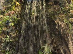 -正佳雨林生态植物园