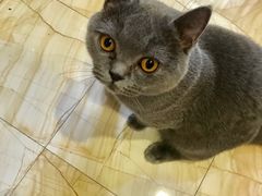 -PETKIT小佩宠物(古北店)