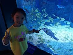 -烟台海昌鲸鲨海洋公园