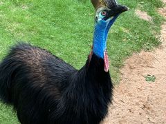 -西霞口神雕山野生动物世界