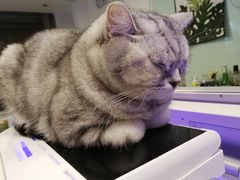 -平行世界·猫咖(首经贸店)