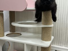 -青奢宠物·青奢猫舍