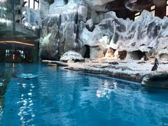 -帝企鹅自助餐厅•儿童岛•真企鹅(长隆企鹅酒店)