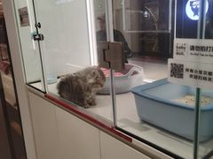 -babydoll猫舍·米努特·德文·缅因(久光中心店)