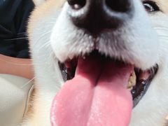 -瑞派·关忠动物医院·猫专科·犬专科(三环新城店)