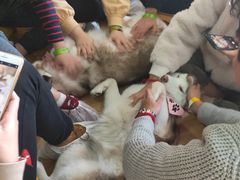 -Husky Go! 哈士奇体验馆·宠物咖啡厅狗咖