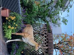 -大隐花事(熊婆婆的花园店)