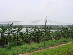 塘边芭蕉-海鸥岛