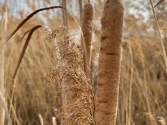 -野鸭湖国家湿地公园