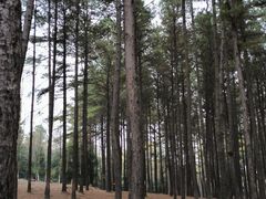 -龙架山森林公园