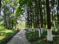 -桤木河湿地公园