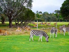 -威勒比开放式动物园