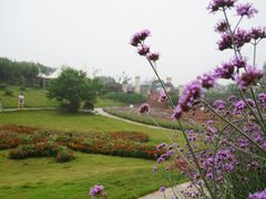 -紫颐香薰山谷景区