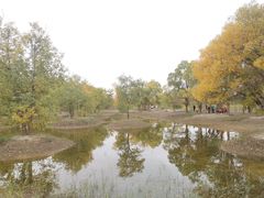 -金塔沙漠胡杨林景区