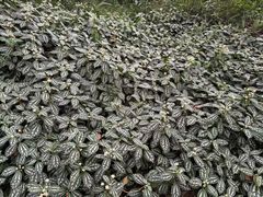 -青芝山风景名胜区