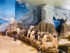 -成都浩海立方海洋公园