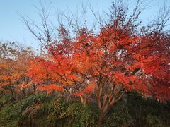 -贡湖湾湿地公园
