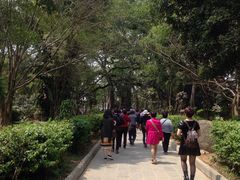 -瑞丽独树成林风景区