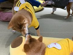 -逗柴咖啡屋·狗咖猫咖宠物桌游