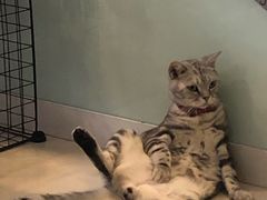-平行世界·猫咖(首经贸店)