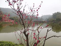 -南国桃园旅游度假区