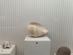 -青岛贝壳博物馆