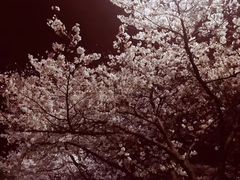 -武汉大学-樱园