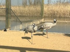 -盐城丹顶鹤湿地生态旅游区