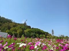 -野狸岛