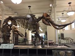 -美国自然历史博物馆