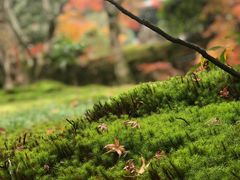 -西芳寺(苔寺)