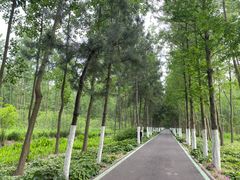 -合肥滨湖国家森林公园