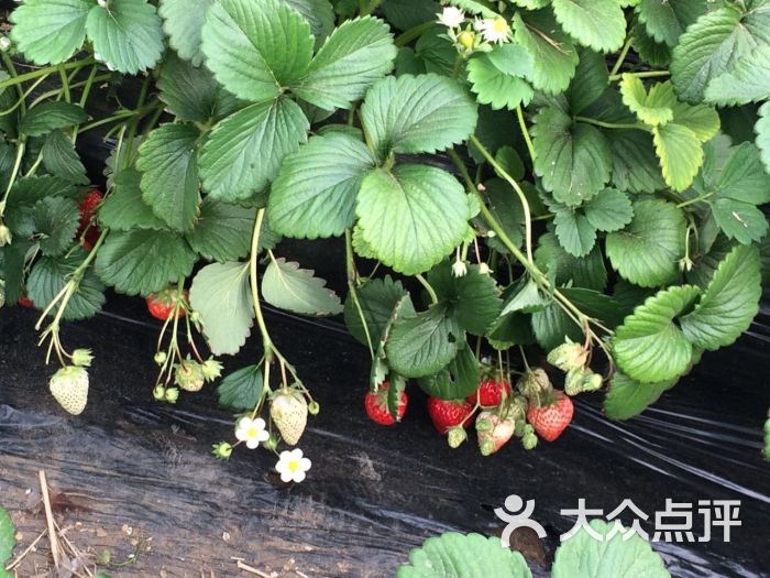 旺旺草莓采摘园图片 - 第4张