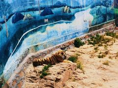 -西霞口神雕山野生动物世界