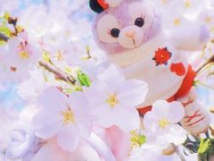 -顾村公园