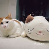 我就是世界上最V的喵🐱我骄傲‼️