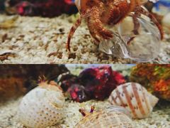 -上海海洋水族馆